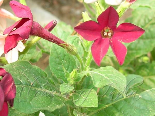 Flowering Tobacco red